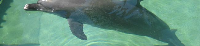 ＺＡＣ’ｓ's header image