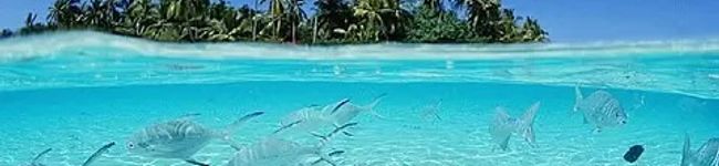 chiーaloha's header image