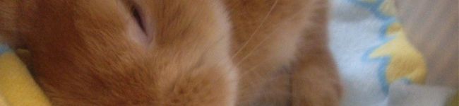 OyukarinO's header image