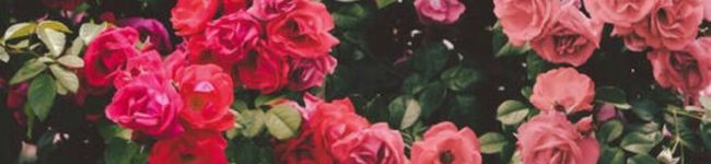 nacnynancy's header image