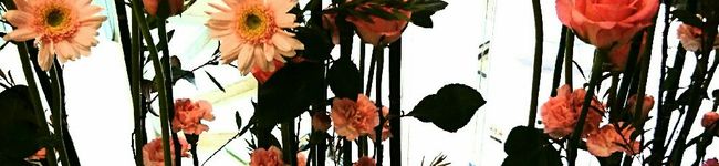 ▼こた's header image