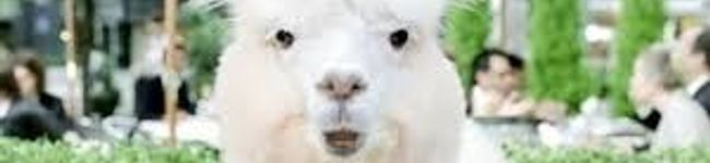 WBrack's header image
