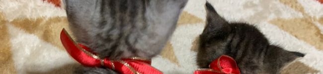 こてつキッチン☆'s header image