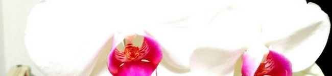 賢くんママ's header image
