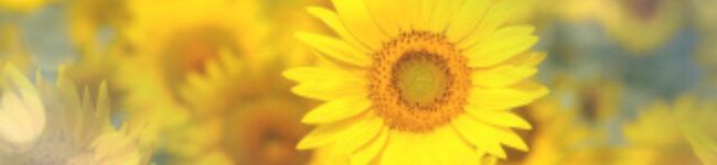 sakixxx♡'s header image