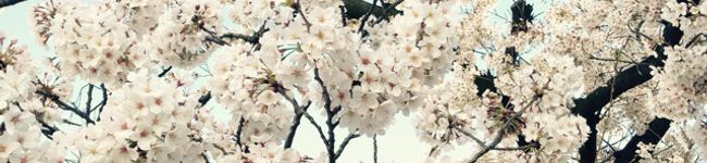 ニャイ族's header image