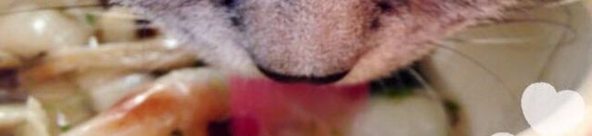 愛猫〇愛莉のごはん's header image