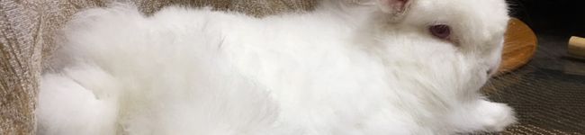 そらあめ。's header image
