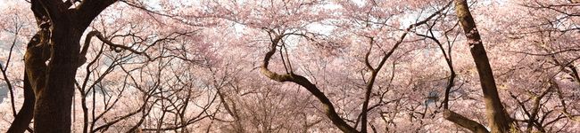 foyuki's header image