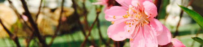 TrangYazu☆'s header image