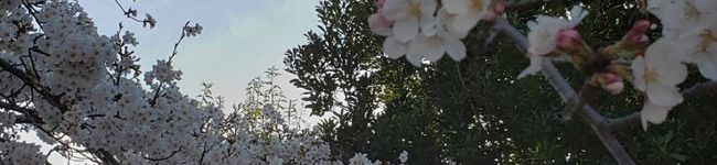 まなてぃ1996's header image