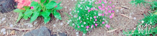 クックLDT1WH☆'s header image
