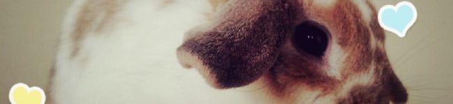 LapinFleur's header image