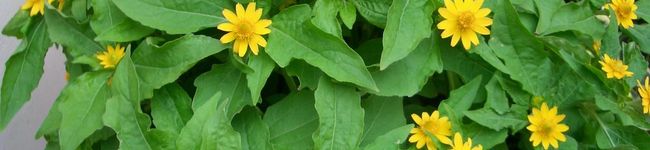 noontea's header image