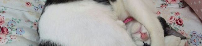 タスプリmama's header image