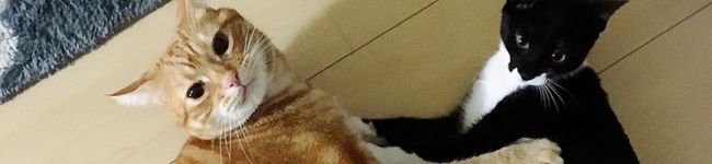 茶猫のニャミ's header image