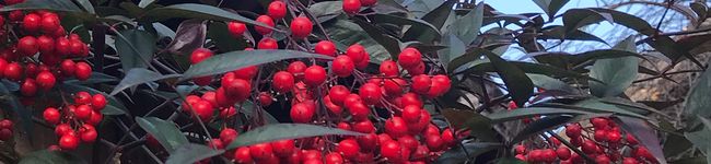 つまみ屋熊ノ介's header image