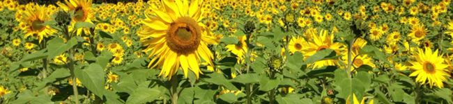 ナミネ♪'s header image