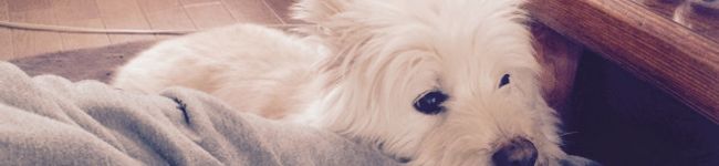 ぱぴぷぺぽーんちゃん's header image