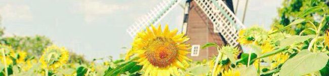 cherie❀'s header image