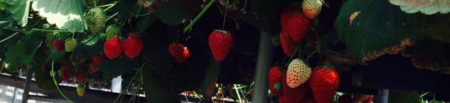HaRu95316's header image