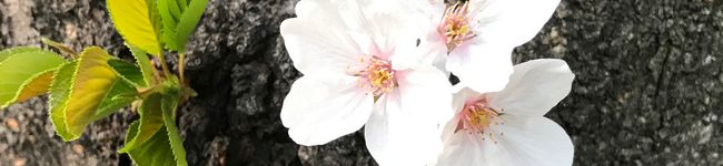 YrinapoohY's header image