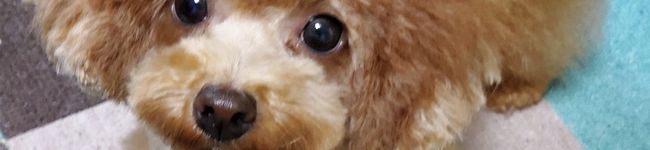 おんぷ131's header image
