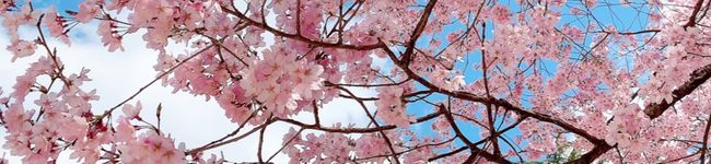 りすてぃ〜's header image