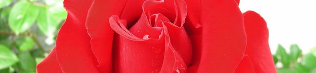 kaolinite's header image