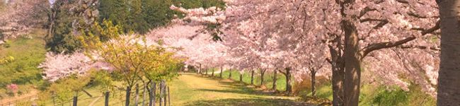 yupom☆6926's header image