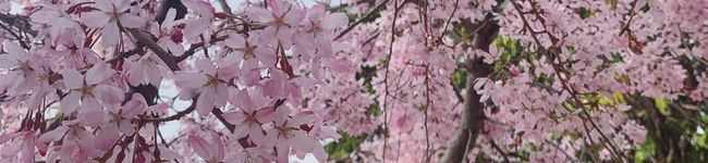 Caroline_kitchen's header image