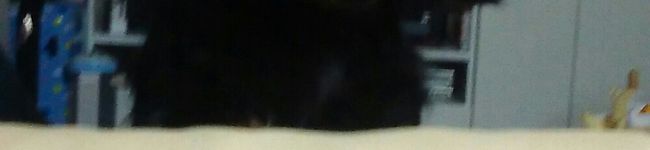SHIZUKA彡's header image