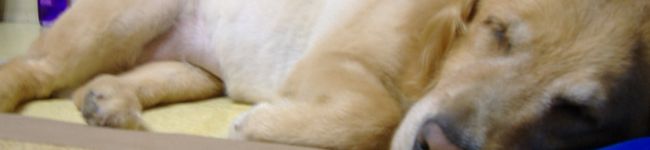 SMMN's header image