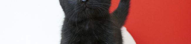 YUKI.N's header image