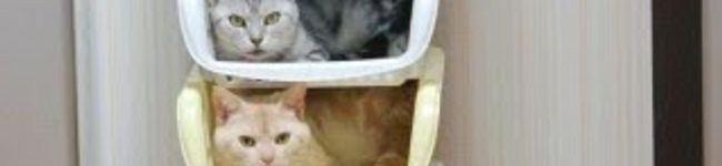 猫のび's header image