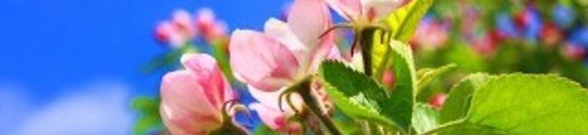 お料理の時間's header image