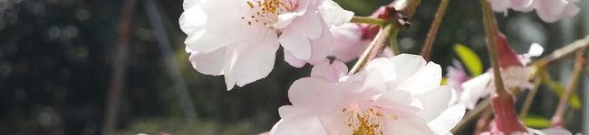 や～や's header image
