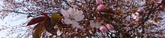食いしん坊's header image