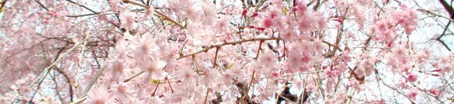 ツン君*２号's header image