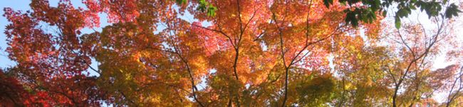 Mo08's header image