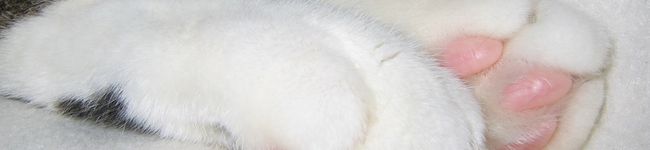 猫のまつげ's header image
