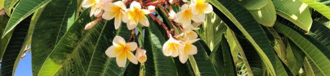 aloha〜yasu's header image