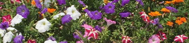 カフェparutan's header image