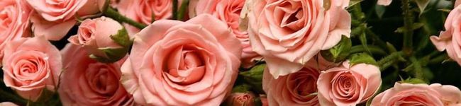 ❀Riomama❀'s header image