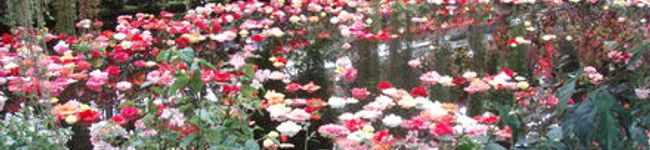 Lasy's header image