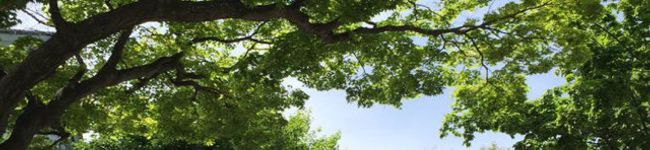 Kuthuhimo's header image