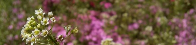 Saray❁'s header image