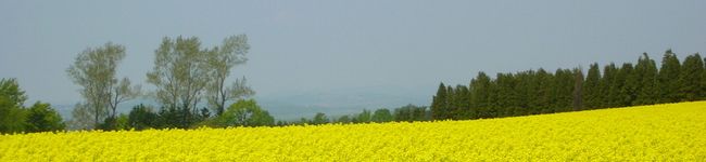 maccaroon's header image