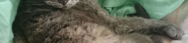 休日限定料理人's header image