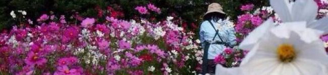 完熟レモン's header image